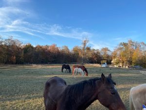 Horses at Yellowleaf Creek Stables & Farm